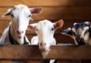 Mengenal Kandungan Nutrisi Daging Kambing, Terbanyak Di Bab Ini