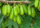 Apa Saja Faedah Konsumsi Belimbing Wuluh Untuk Kesehatan? Ini Penjelasannya