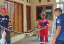 Ini 6 Gejala Ada Ular Di Lingkungan Rumah, Identifikasi Dan Ketahui Yuk!